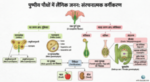 Embryo sac structure 7 celled 8 nucleate diagram class 12
