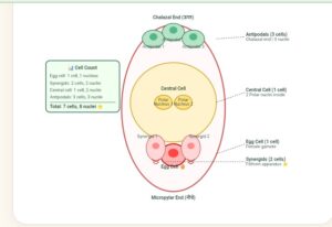 Sexual reproduction in flowering plants Easy Notes Class 12