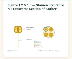 Sexual reproduction in flowering plants Easy Notes Class 12