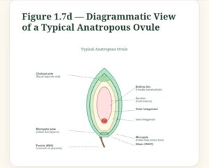 Sexual reproduction in flowering plants Easy Notes Class 12
