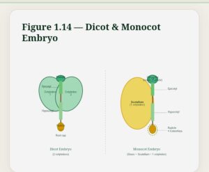 Sexual reproduction in flowering plants Easy Notes Class 12